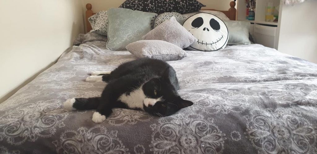 Pet cat (black & white) asleep on mummys bed